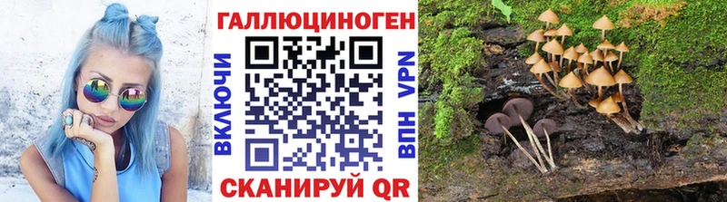 где можно купить   Моздок  Галлюциногенные грибы Psilocybine cubensis 